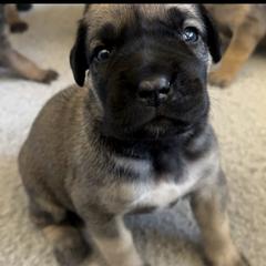 Boerboel and Staffordshire Bull Terrier Puppies from Redwood Coast Staffords & Austin Creek Boerboels