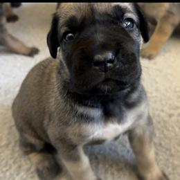 Boerboel and Staffordshire Bull Terrier Puppies from Redwood Coast Staffords & Austin Creek Boerboels