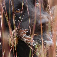 Boykin Spaniels and Brittanys from Brier Ridge Kennels & Outfitters