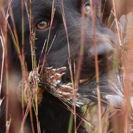 Boykin Spaniels and Brittanys from Brier Ridge Kennels & Outfitters