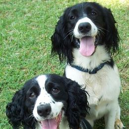 English Springer Spaniels from Spring of Joy Kennel