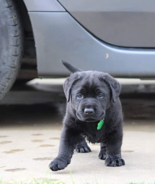 Labrador Retriever Puppies from Britt Labradors