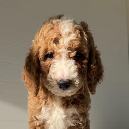 Assorted Doodle Crosses, Goldendoodle, Labradoodle, and Poodle Puppies from Ruff Country Doodles