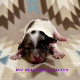 Princess - Dapple female Dachshund puppy in Carlsbad, Texas from MV Mini Dachshunds