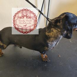 Blue - Dachshund