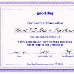 Miniature Australian Shepherd and Toy Australian Shepherd Puppies from Sunset Hill Mini & Toy Aussies