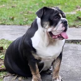 Bulldog and French Bulldog All Grown Up from Fancy Like Bulldogs