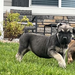 Purple collar - Brown female Boerboel puppy in Colorado Springs Co, Colorado from On The Peak Boerboel