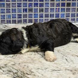 Peter - Grizzle and white male Sheepadoodle puppy in Chesapeake, Virginia from Doodle-Cove