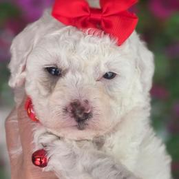 Sophie Red Girl - Parti female Goldendoodle puppy in Vernon, Texas from Sugarland's Texas Goldendoodles