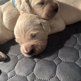 Golden Retriever Puppies from Tupelo Honey Farm's Golden Retrievers