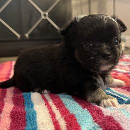 Boy 2 - Black and white male Chihuahua puppy in Summerfield, Florida from Uey’s Chihuahuas