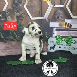 Tulip - Harlequin Great Dane puppy in Spiro, Oklahoma from Big Birch Danes