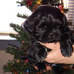 Jaxon - Black male Shih Tzu puppy in Palmyra, New York from Karen's Tzus of Palmyra-Macedon