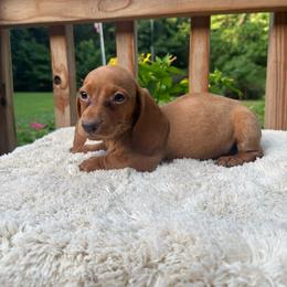 Boy 2 - Red male Dachshund puppy in Stilwell, Oklahoma from Johnson Dachshund’s