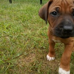 Rhodesian Ridgeback Puppies from Bold Move Rhodesian Ridgebacks