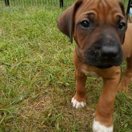 Rhodesian Ridgeback Puppies from Bold Move Rhodesian Ridgebacks