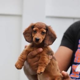 Dachshund Puppies from EntityDachs