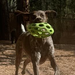 Mabel - German Shorthaired Pointer