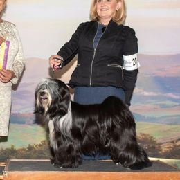 Enyo - Tibetan Terrier