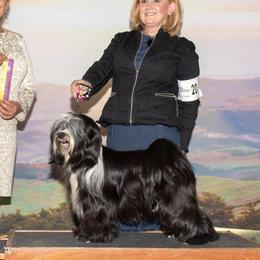 Enyo - Tibetan Terrier