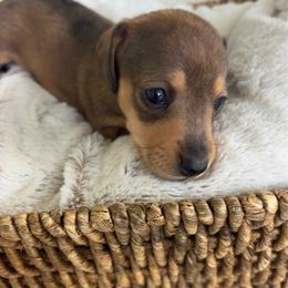 Bay - Sable female Dachshund puppy in Bremen, Georgia from Asapp’s Sweet and Spicy Dachshunds