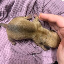 CKC Registered Shaded Red Mini Shorhair Male - Red male Dachshund puppy in Canyon Lake, Texas from M&Ms Dachshunds of Central Texas