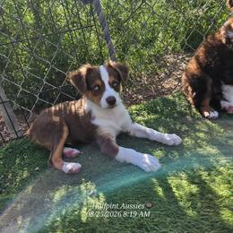 Ryan - Red tri male Toy Australian Shepherd puppy in Snowflake, Arizona from Halfpint Aussies