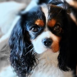 Parker - Cavalier King Charles Spaniel