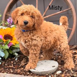 Misty - Red  female Goldendoodle puppy in Oxford, Pennsylvania from FriendlyPals