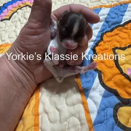 Kane - Parti male Yorkshire Terrier puppy in Dierks, Arkansas from Yorkie’s Klassie Kreations