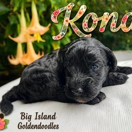 Kona - Black male Goldendoodle puppy in Willits, California from Big Island Goldendoodles