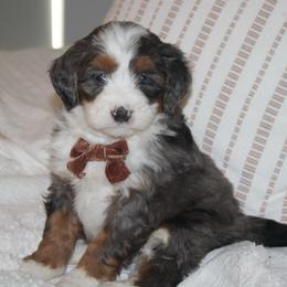 Oliver AVAILABLE - Blue merle male Bernedoodle puppy in Apple Creek, Ohio from Kathryn Troyer
