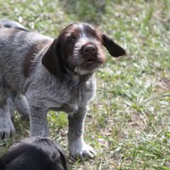German Wirehaired Pointer Puppies from WyoWires German Wirehaired Pointers