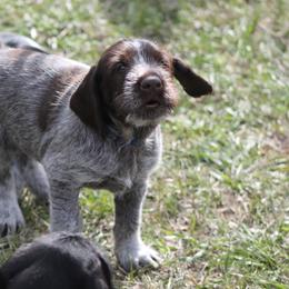 German Wirehaired Pointer Puppies from WyoWires German Wirehaired Pointers