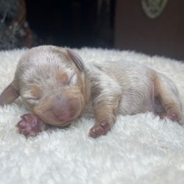 Saint - Dapple male Dachshund puppy in Washburn, Tennessee from Clinch Mountain Dachshunds