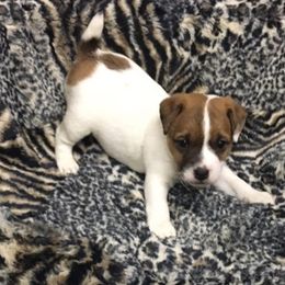 Jack Russell Terrier Puppies from Rock Chalk Terriers