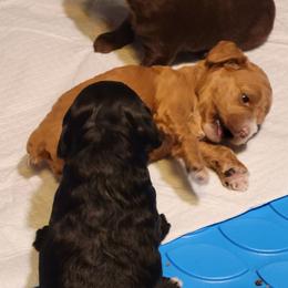 Cockapoo Puppies from Cano Cockapoos