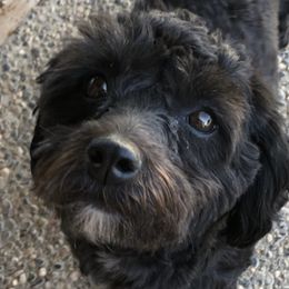 Shihpoos from Windy Acres Shihpoos