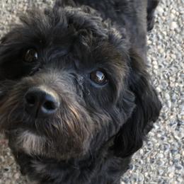 Shihpoos from Windy Acres Shihpoos