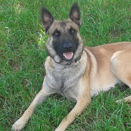Belgian Malinois and Boston Terrier All Grown Up from SB & Raksha