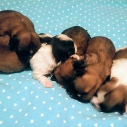 Shih Tzu Puppies from Howe’s Shih Tzu’s