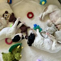 English Setter Puppies from Steens Mountain Setters