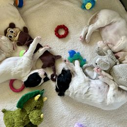 English Setter Puppies from Steens Mountain Setters