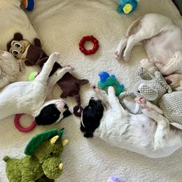 English Setter Puppies from Steens Mountain Setters