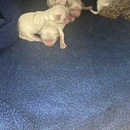 Male 1 - Champagne male Maltipoo puppy in Paden, Oklahoma from Logan's Perfect Puppies