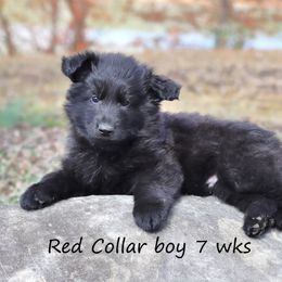 Red Collar - Black male German Shepherd puppy in Elkmont, Alabama from Oakmont Shepherds