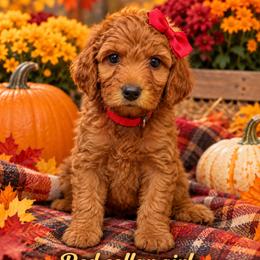 Red Collar - Red female Irish Doodle puppy in Madison, Wisconsin from Morningside Doodles