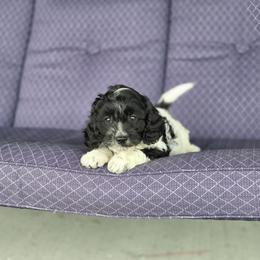 F1B Meet Nico :) - Black and white male Cavapoo puppy in Centerville, Iowa from Barnyard Dachshunds, Dals & Doodles