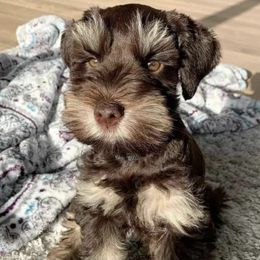 Miniature Schnauzers from Johnson Schnauzers